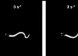 精子可以调整其游动方式以适应波动的液体条件