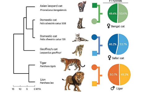 基因组测序项目揭示了猫进化的新秘密