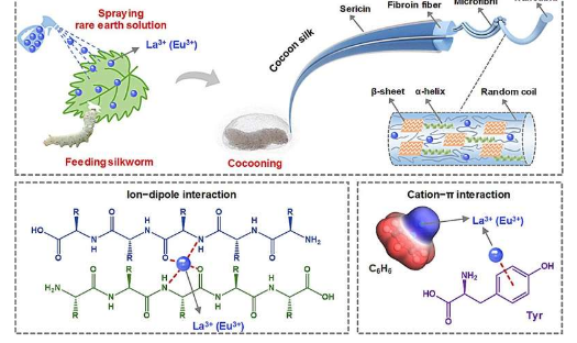 通过用稀土离子改良饲料喂养蚕生产出更坚固更坚韧的蚕丝