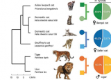 基因组测序项目揭示了猫进化的新秘密