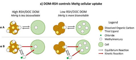 研究表明浮游植物对汞的吸收受硫醇控制