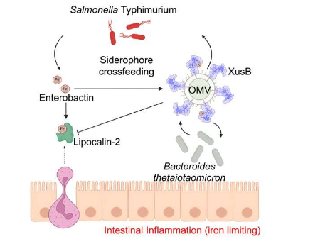 研究发现肠道细菌在宿主病原体竞争营养物质中的作用