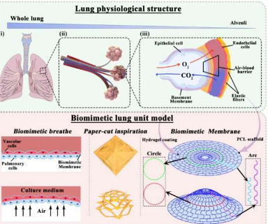 研究人员在体外创造了一个可呼吸的肺泡