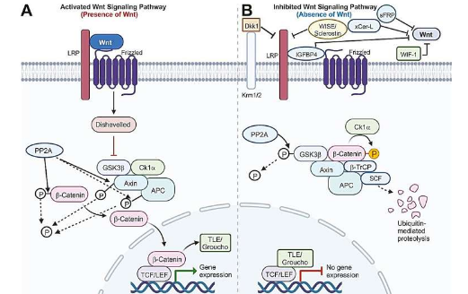 Wnt信号通路细胞生长发育和潜在治疗的基础