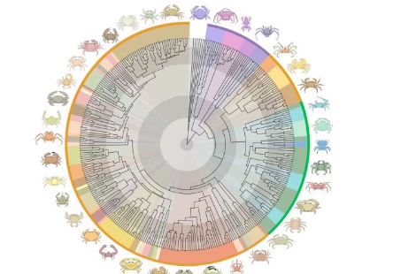 研究人员揭示了真正的螃蟹从海洋到陆地再返回的史诗般的远古奥德赛