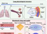 研究人员在体外创造了一个可呼吸的肺泡