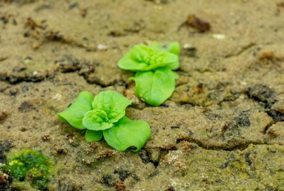 植物生物学家揭开了144年的神秘之谜