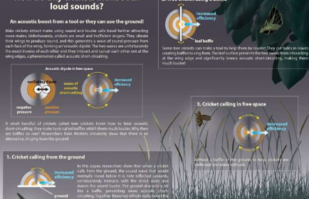 研究表明蟋蟀等动物利用地面来放大叫声