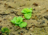 植物生物学家揭开了144年的神秘之谜