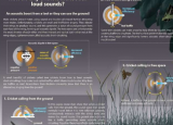 研究表明蟋蟀等动物利用地面来放大叫声