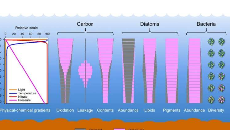 研究发现深海压力可以为深渊中的微生物保存食物