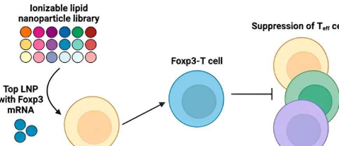 将mRNA传递至T细胞的脂质纳米粒子有望对抗自身免疫性疾病