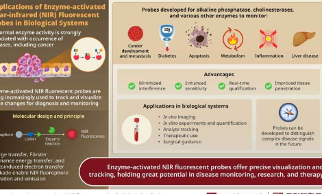 研究人员强调酶激活荧光探针在生物医学研究方面的进展