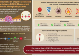 研究人员强调酶激活荧光探针在生物医学研究方面的进展