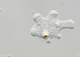 重新发现稀有海洋阿米巴原虫Rhabdamoebamarina