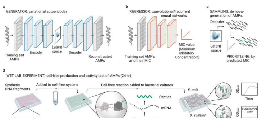 新方法将合成生物学与人工智能相结合以无细胞方式寻找新抗生素