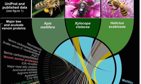 基因组研究揭示了蜂毒的起源