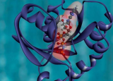 研究人员破解了蛋白质折叠的细胞密码为许多新的治疗途径带来了希望