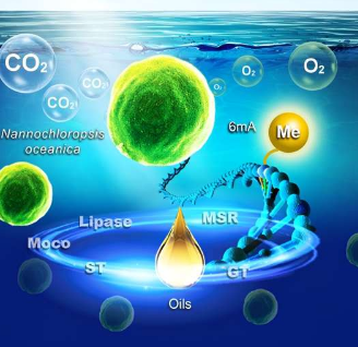 破解6mA密码以增强微藻中的脂质积累