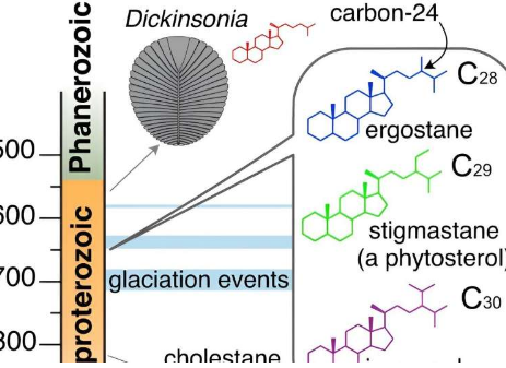 分子化石研究揭示了古代生命进食策略的转变