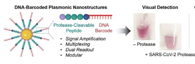 带有条形码的纳米探针传感器检测活性蛋白酶