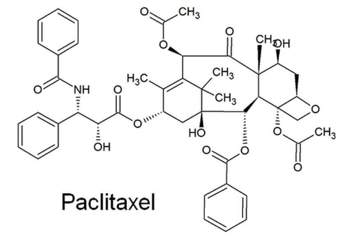 科学家确定了源自红豆杉树的化疗药物的生物合成途径