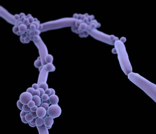 分子生物学家表示耐药真菌在全球范围内呈上升趋势