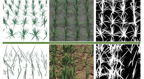 作物表型研究自监督深度学习增强水稻和小麦的绿色比例估计