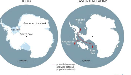 南极章鱼DNA揭示冰盖崩塌比想象的更近