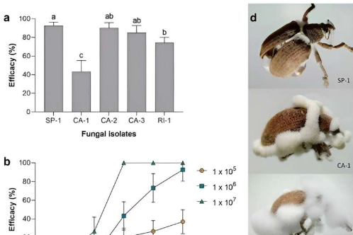 科学家从真菌中开发出生物农药来控制甲虫并保护桉树种植园