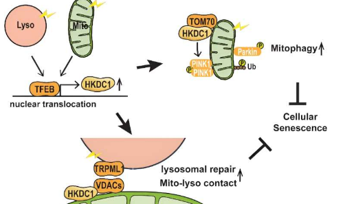 HKDC1蛋白被发现对于维持线粒体和溶酶体这两种线粒体亚细胞结构至关重要