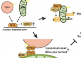 HKDC1蛋白被发现对于维持线粒体和溶酶体这两种线粒体亚细胞结构至关重要