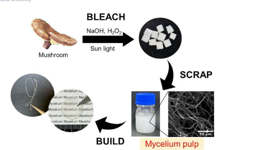 一种提取蘑菇材料菌丝纤维的新策略