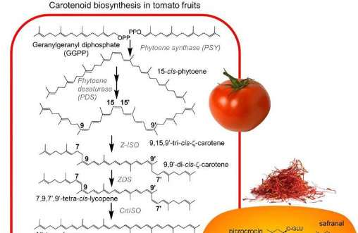 用于高产藏红花类胡萝卜素生产的工程番茄