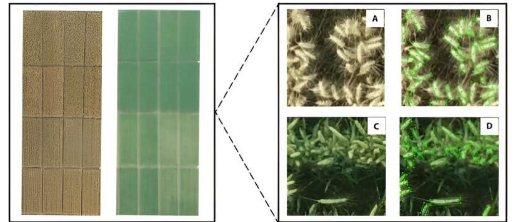 WheatNet通过成熟阶段的先进穗检测进行精准农业