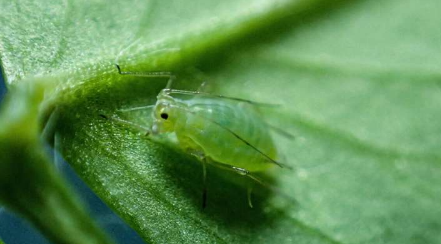 研究人员警告说蓝绿蚜虫对杀虫剂产生抗药性对农作物造成全球威胁