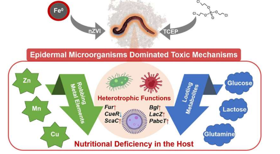 新研究揭示了污染环境中皮肤微生物对蚯蚓毒性的影响