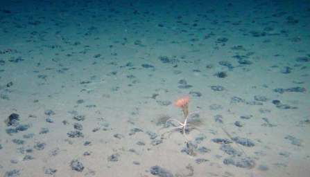 海洋生物学家在海底发现了意想不到的生物多样性