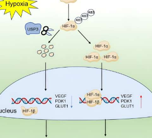 斑马鱼 usp3 缺失可促进缺氧耐受性