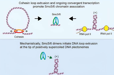 研究发现基因表达通过改变 DNA 螺旋的结构来影响染色体的 3D 折叠