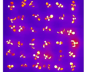 研究人员发现了生物回路为培育抗旱作物提供了新途径