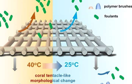 研究人员开发出受珊瑚触手启发的防污膜垫片