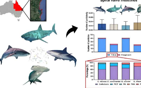 东南昆士兰鲨鱼的肌肉和肠道中存在微塑料
