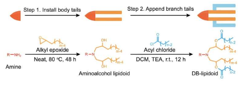 受航天飞机启发的新分子可促进脂质纳米颗粒的输送以控制体重