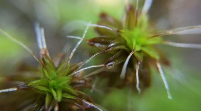 干燥而不死亡追踪从苔藓到开花植物的缺水应对机制