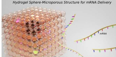 水凝胶球体构成用于局部 mRNA 递送的微孔结构