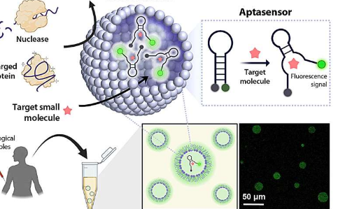 研究团队开发基于蛋白质的微胶囊用于即时诊断