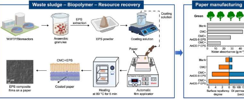 来自厌氧颗粒污泥的纸张涂层生物材料可能具有成本效益