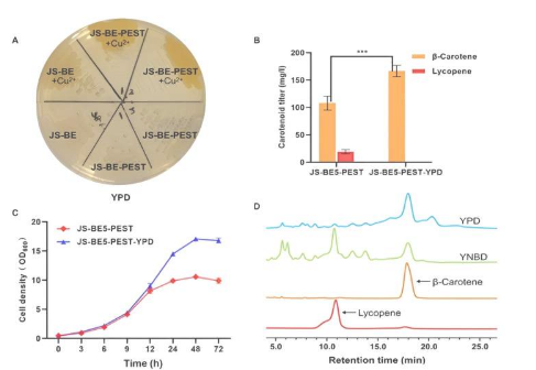 研究人员开发了工程酿酒酵母菌株用于优化类胡萝卜素的生产