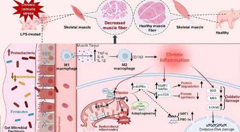 科学家解读仔猪的肌肉损失